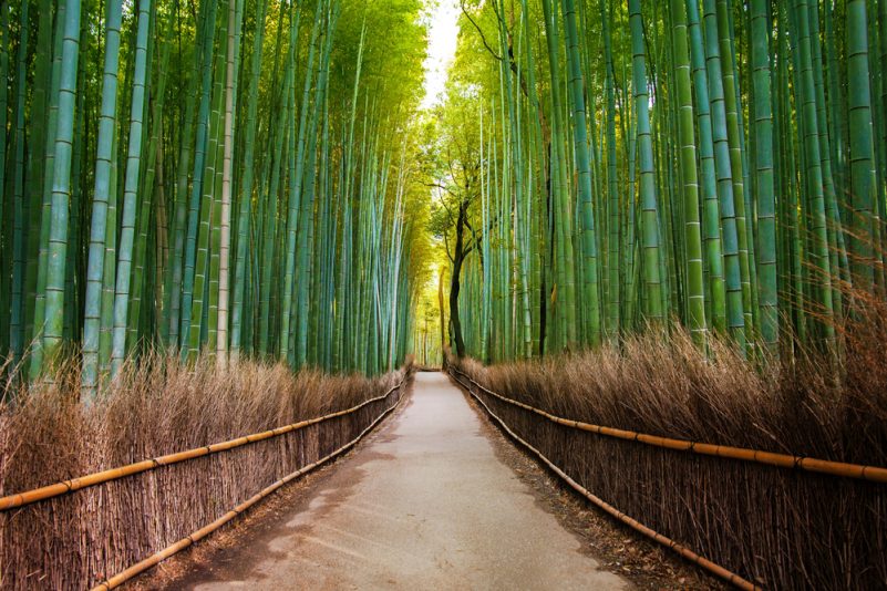 A Peaceful Bamboo Forest Soundscape