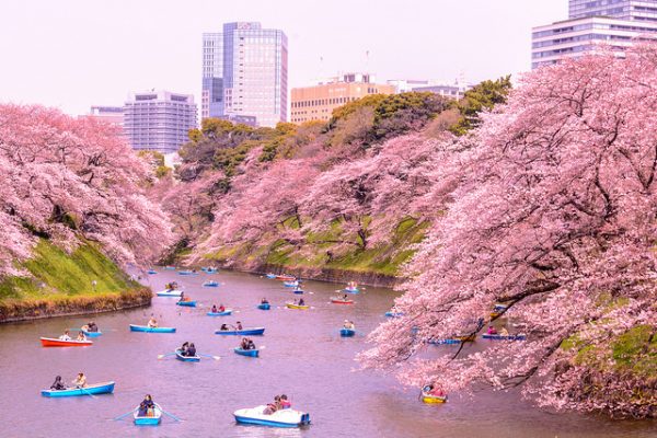 Best Cherry Blossom Festivals & Viewing Locations | JRailPass