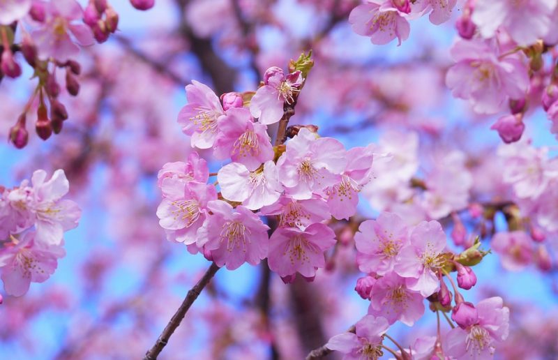 Cherry Blossom Tree or Sakura - Visit Japan in Spring 2024 and