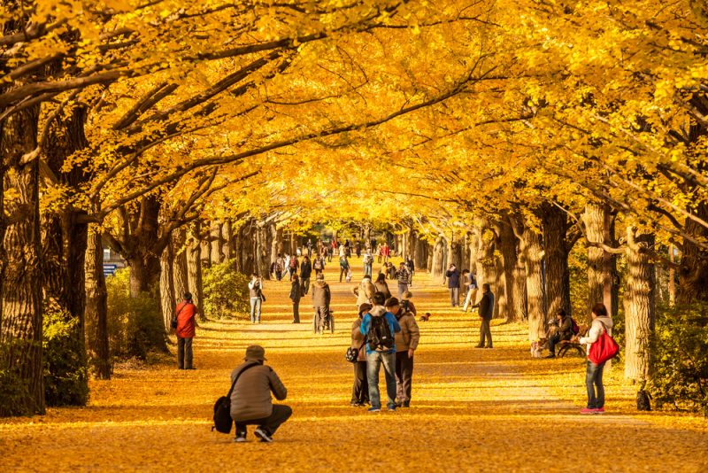 10 Best Places to See Autumn Leaves in Japan JRailPass