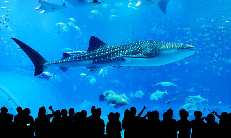 10 Best Aquariums in the US