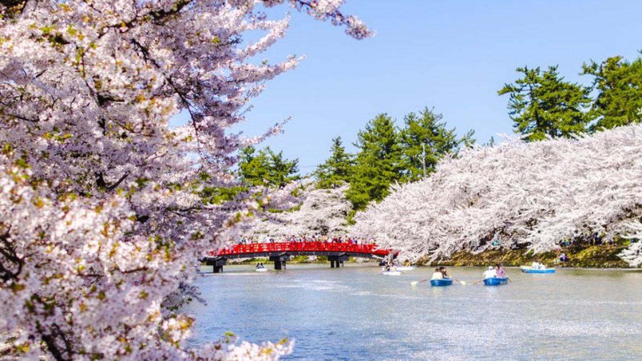 Los Mejores Lugares para ver los Cerezos en Flor de Japón - JRailPass