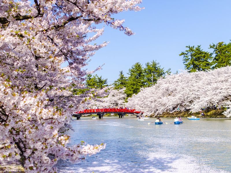 Cherry blossom viewing spots in Japan