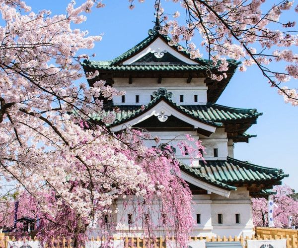 Château de Hirosaki pendant la saison des sakuras