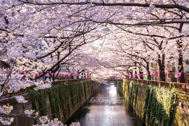 Les cerisiers en fleurs au Japon : où les admirer ?