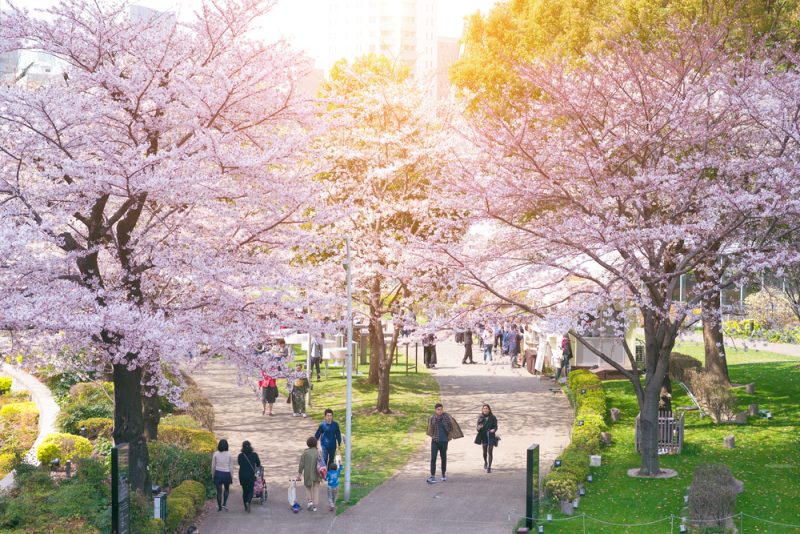 Cherry Blossoms in Tokyo Best Spots and Guide Japan Rail Pass