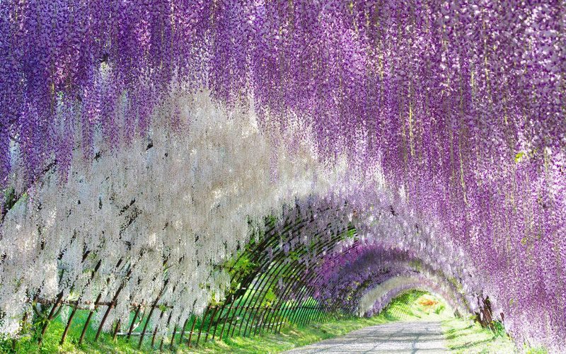 Ashikaga Flower Park wisteria tunnel
