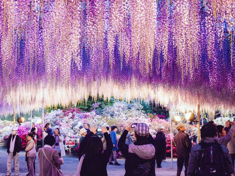Ashikaga Flower Park: Access and Best Times to Visit | JRailPass