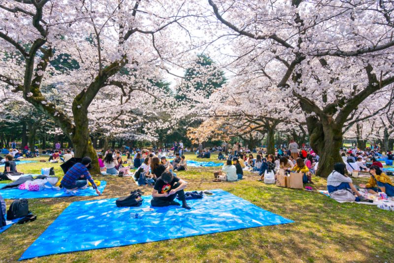 Fioritura dei ciliegi in Giappone: Sakura 2024