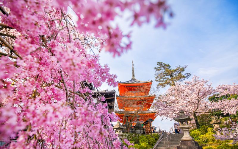 Ciliegi in fiore a Kyoto: i migliori luoghi del 2024 - JRailPass