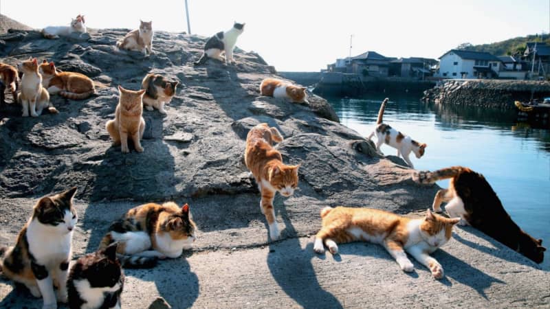 Japan: Aoshima island overrun by cats 
