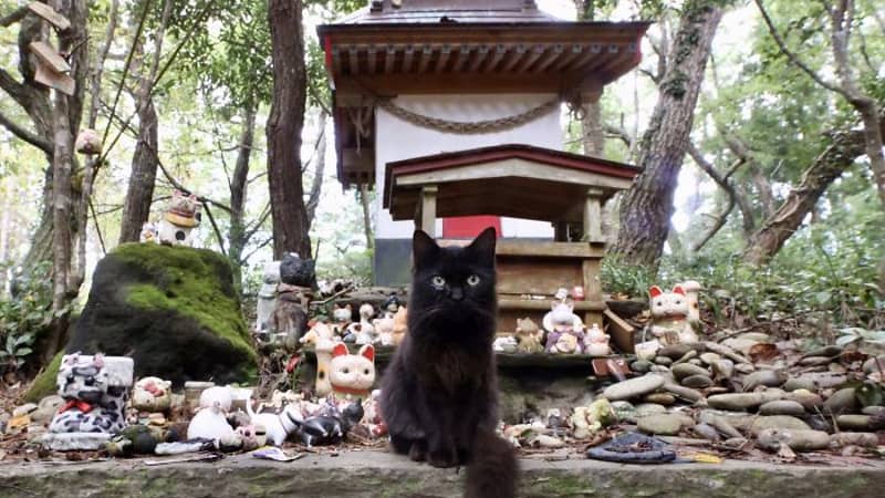 Japan's best islands to visit, from Okinawa to cat sanctuary Aoshima
