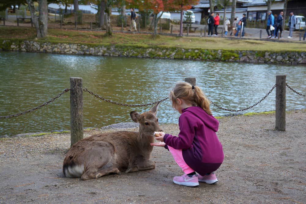 Nara Park in Japan.
